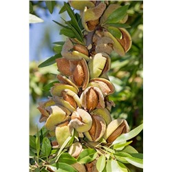 Саженцы Миндаль привитой Выносливый, арт.: 69883