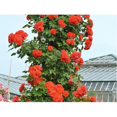 Orange Meillandina "Оранж Мейландина"