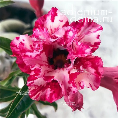 Adenium Obesum Double Flower CAT TIEN
