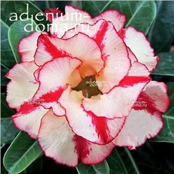 Adenium Obesum Double Flower SUMMER LOVE