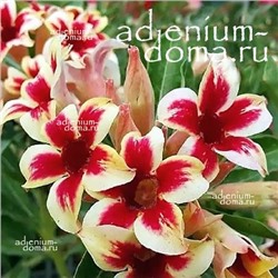 Adenium Obesum Desert Rose STAR CLUSTER