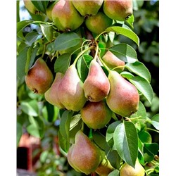 Саженцы Груша колонновидная Сапфира, арт.: 69229