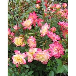 Саженцы Роза почвопокровная Триколор Фейри, арт.: 74766