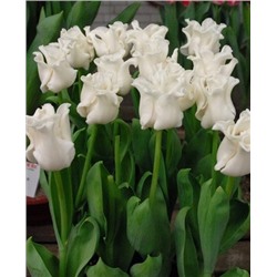 Луковицы Тюльпан триумф Вайт Либерстар, арт.: 69919