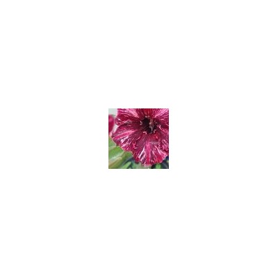 Adenium Obesum Double Flower JARADIN