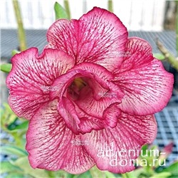 Adenium Obesum Double Flower NEW-133
