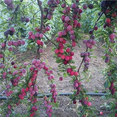 Алыча Комета Кубанская