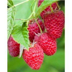 Саженцы Саженцы Малина Барон, арт.: 74537