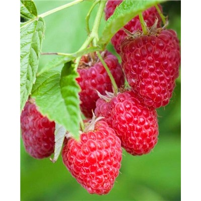 Саженцы Саженцы Малина Барон, арт.: 74537