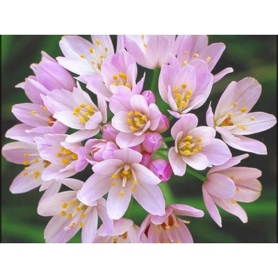 Allium Roseum "Лук декоративный Розеум" 5шт