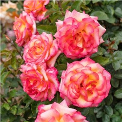 Саженцы Роза флорибунда Шейлас Парфюм, арт.: 75303