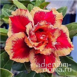 Adenium Obesum Double Flower TC-10