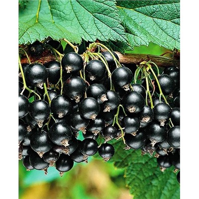 Саженцы Смородина Титания, арт.: 20149