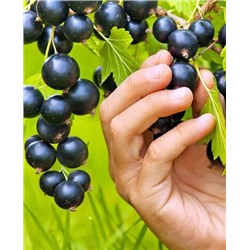 Саженцы Смородина Пигмей, арт.: 20086