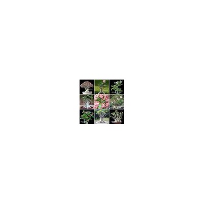 Adenium Arabicum MIXED