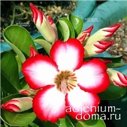 Adenium Obesum Desert Rose ZAFTIG MOON