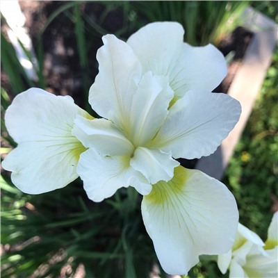 Ирис Not Quite White (Нот Куайт Вайт), сибирский