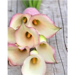 Луковицы Калла Бразилия, арт.: 74599