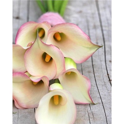 Луковицы Калла Бразилия, арт.: 74599