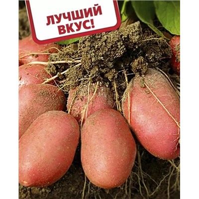 Семенной Картофель Розара, арт.: 4022