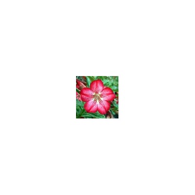 Adenium Obesum Desert Rose STAR IN STYLE