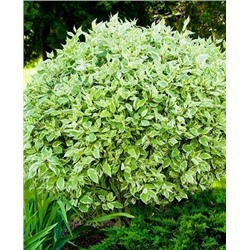 Саженцы Дерен белый Элегантиссима, арт.: 72722