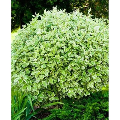 Саженцы Дерен белый Элегантиссима, арт.: 72722