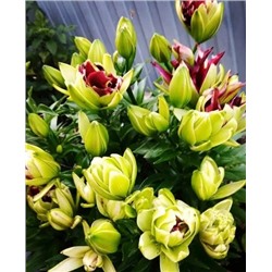 Луковицы Лилия Мистери Дрим, фасовка: 1 луковица, арт.: 70308