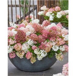 Саженцы Гортензия метельчатая Граундбрейкер Блаш, арт.: 74740