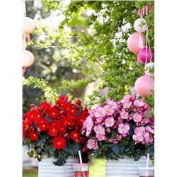 Набор бегоний элатиор №2