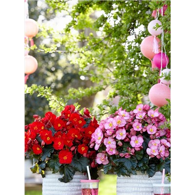 Набор бегоний элатиор №2