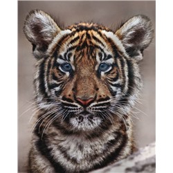 Картина по номерам 40х50 - Малыш тигренок