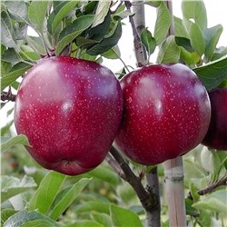 Яблоки Ред Джонапринц фасовка 5 кг