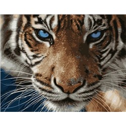 Картина по номерам 40х50 - Тигриный взгляд