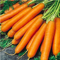 0567 Морковь Пятерка 2гр