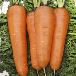 0079 Морковь Курода шантанэ 2гр