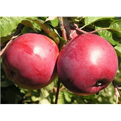 Яблоко Белорусское сладкое,  фасовка  5 кг