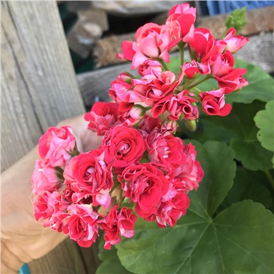 Пеларгония розебудная Ungarisk Aррle blossom