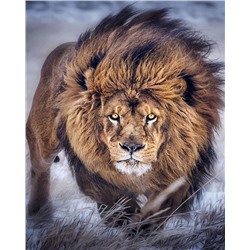 Картина по номерам 40х50 - Грозный лев