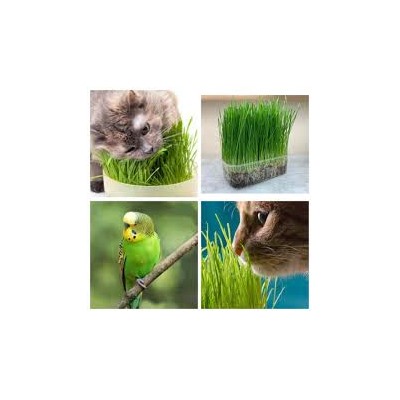 Микрозелень трава для животных