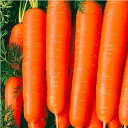 0569 Морковь Ранняя сладкая 2гр