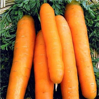 0084 Морковь Нантская 4 2гр