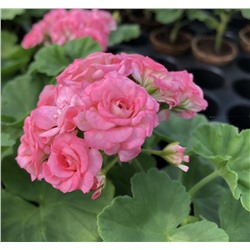 Пеларгония розебудная Antique Rose