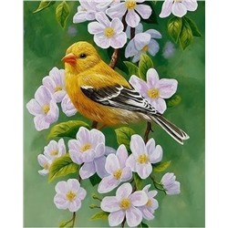 Картина по номерам 40х50 - Жёлтая птица на ветке