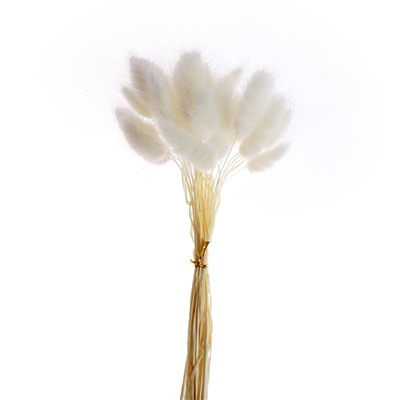 Сухоцветы «Лагурус», набор 30 шт., цвет белый