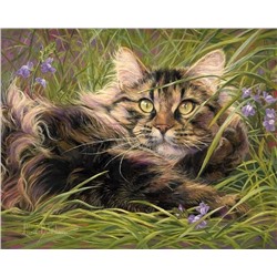 Картина по номерам 40х50 - Кот в траве