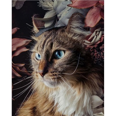 Картина по номерам 40х50 - Пышный котик