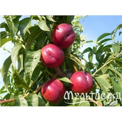 Персик Рубиновый-8 (нектарин)