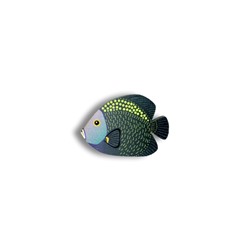 Рыбка сноб - Брошь/ значок - 58