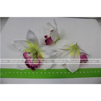 Головка орхидея цимбидиум крупная (упаковка 20 штук)